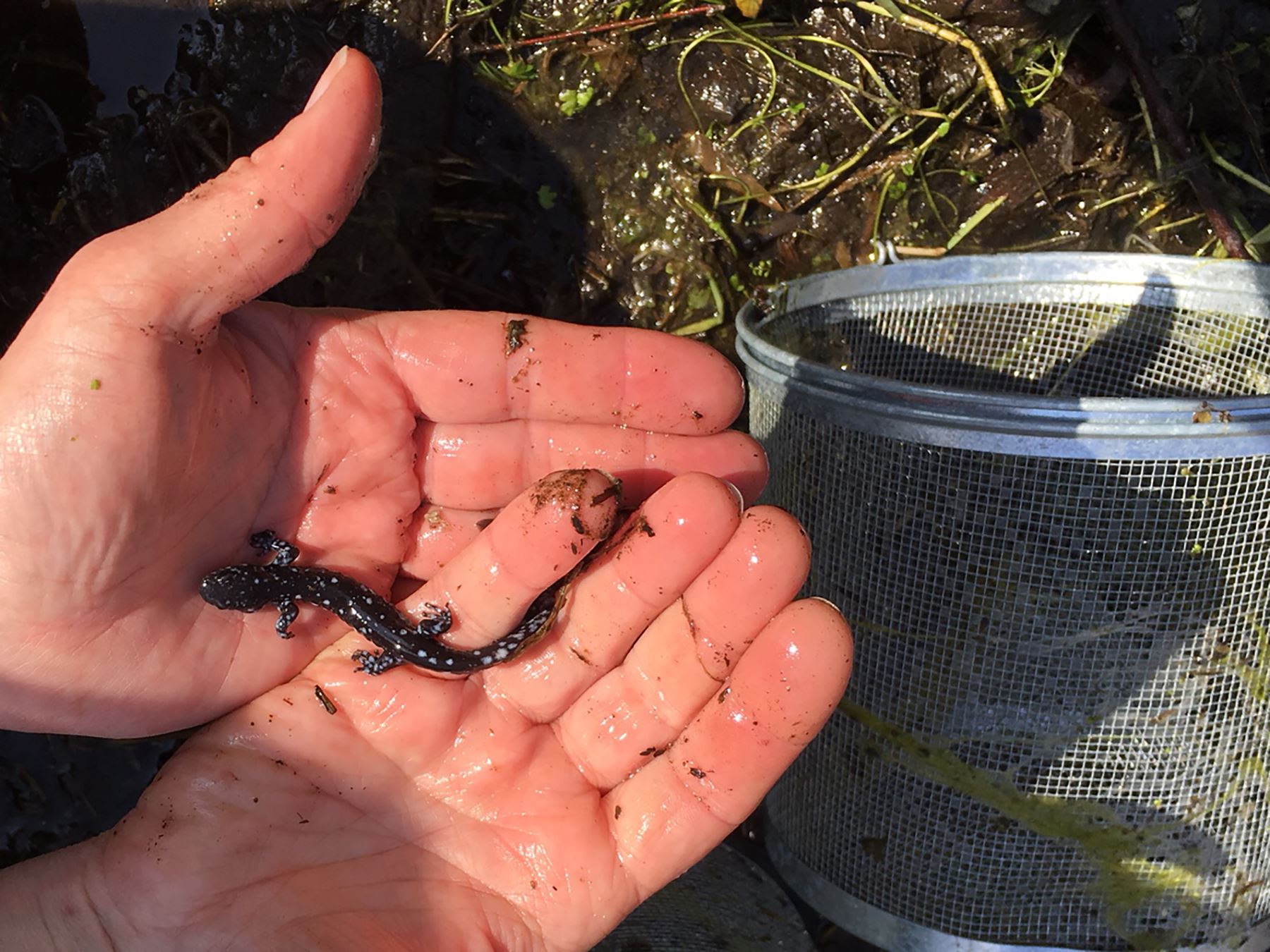 BlueSpottedSalamander